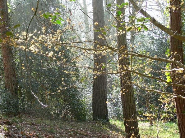 Bois des Moutiers (48) mars 2012